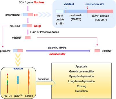 ProBDNF and its receptors in immune-mediated inflammatory diseases: novel insights into the regulation of metabolism and mitochondria